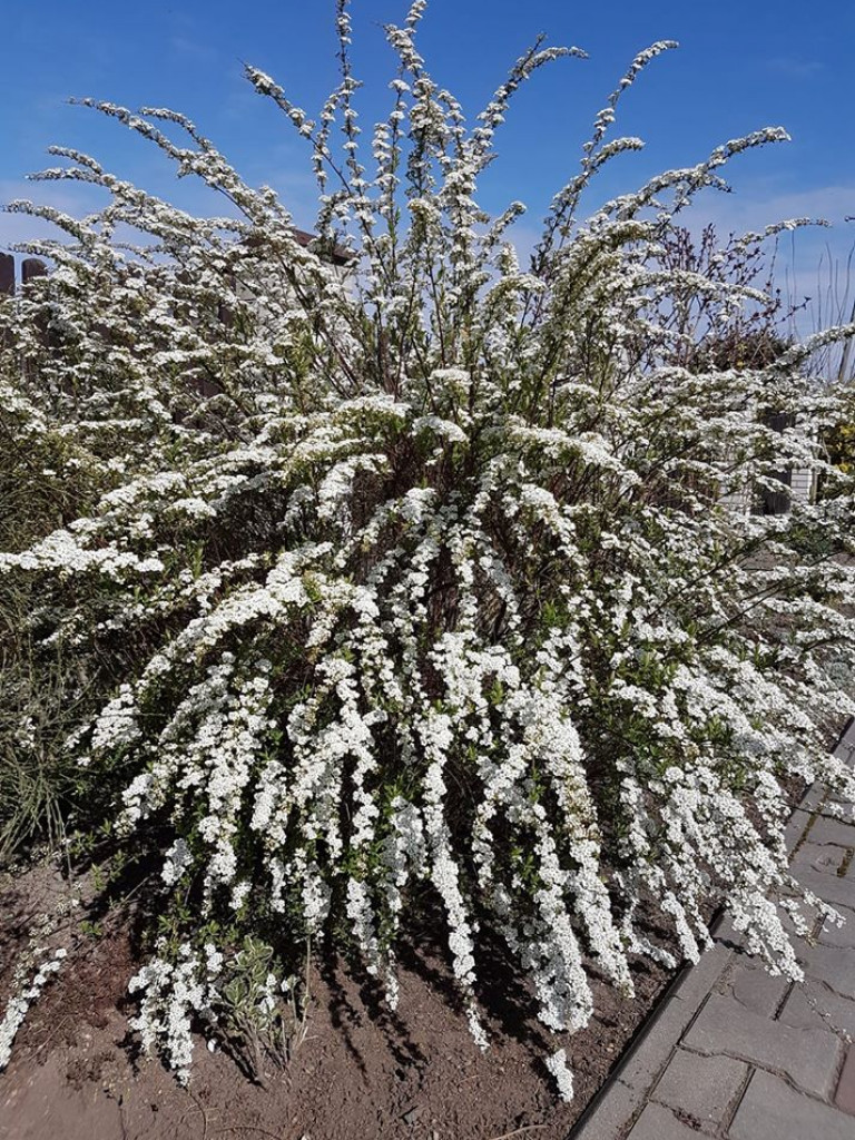 Ogrody naszych czytelników (2)