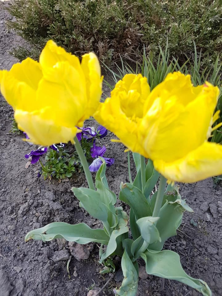 Ogrody naszych czytelników (2)