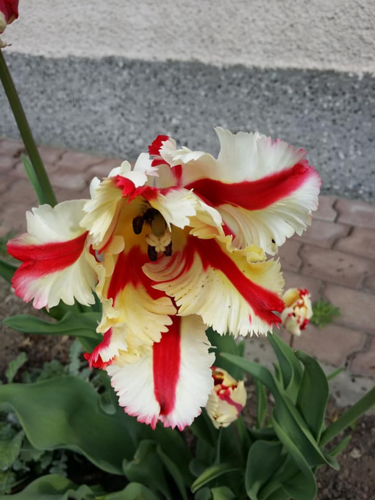 Ogrody naszych czytelników (2)