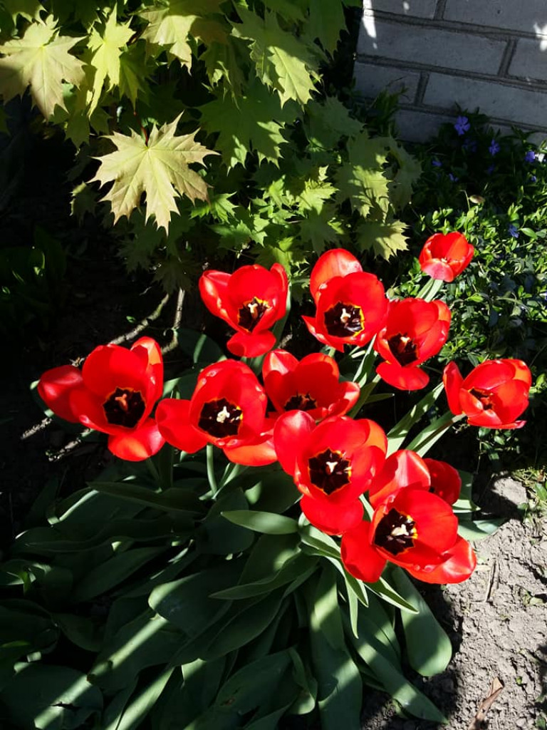 Ogrody naszych czytelników (2)