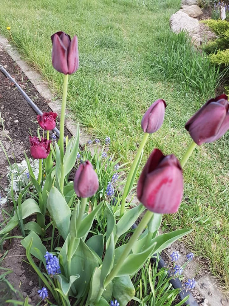 Ogrody naszych czytelników (2)