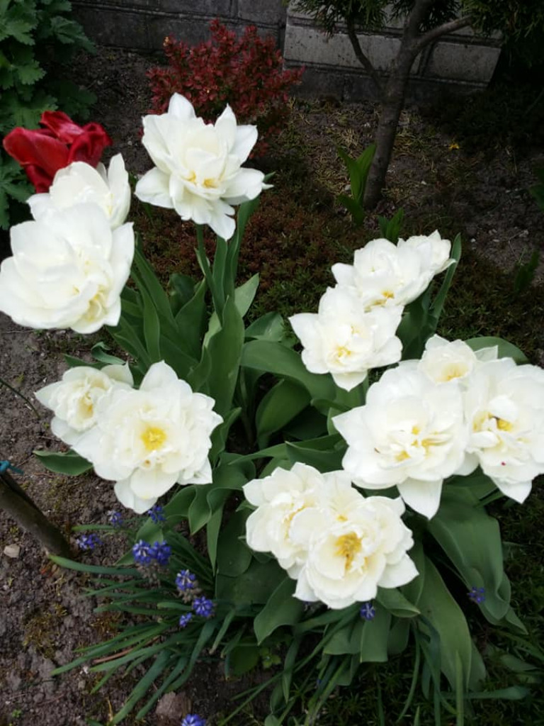 Ogrody naszych czytelników (2)