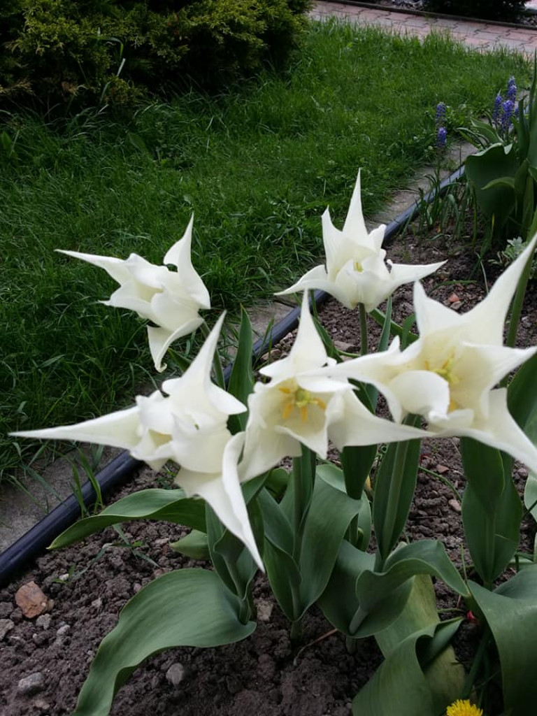 Ogrody naszych czytelników (2)