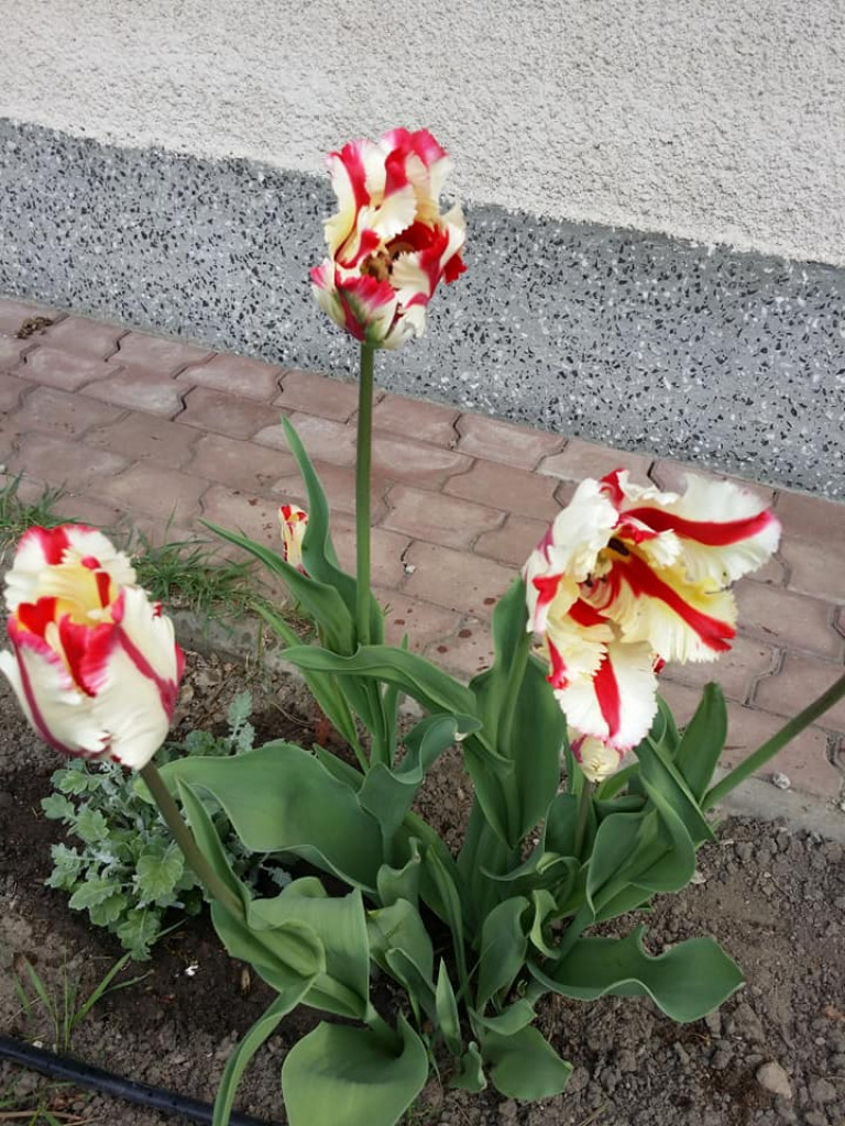 Ogrody naszych czytelników (2)