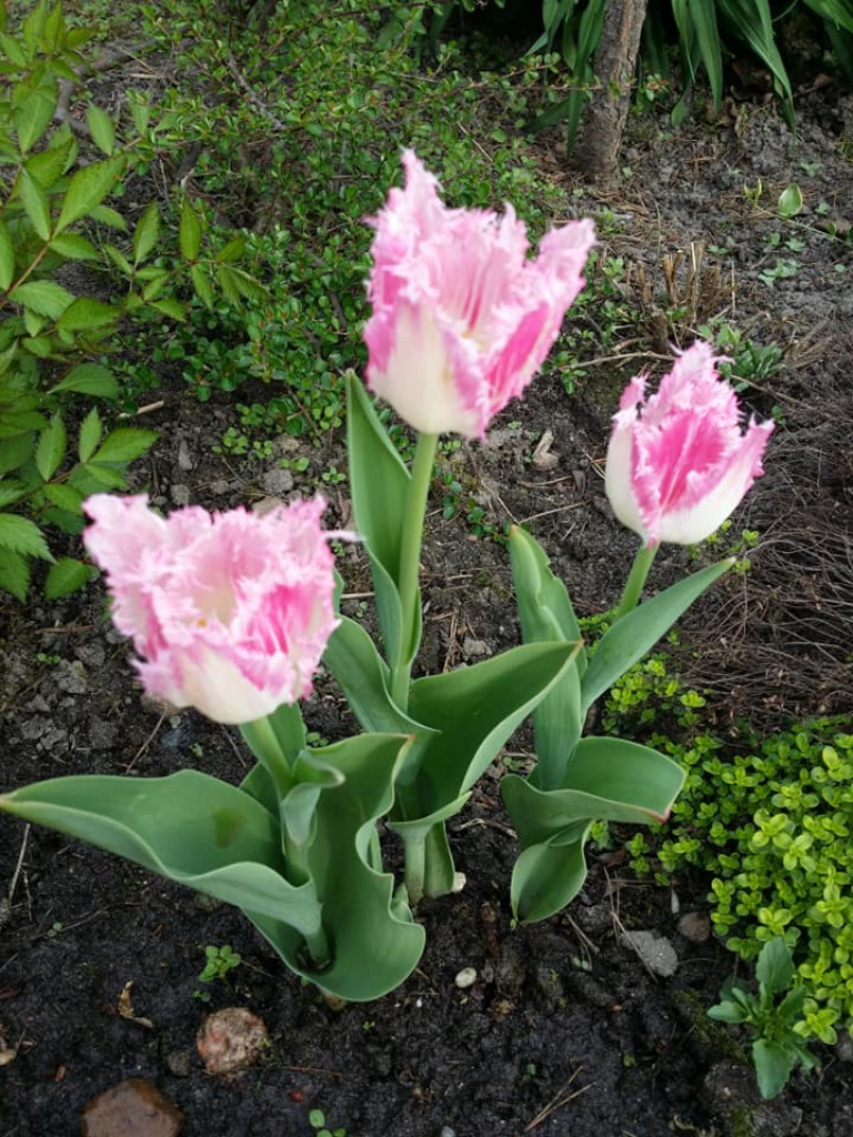 Ogrody naszych czytelników (2)