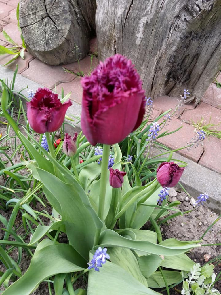 Ogrody naszych czytelników (2)