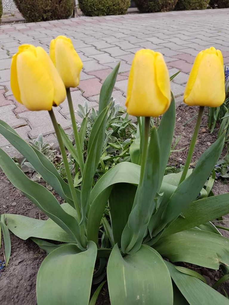 Ogrody naszych czytelników (2)