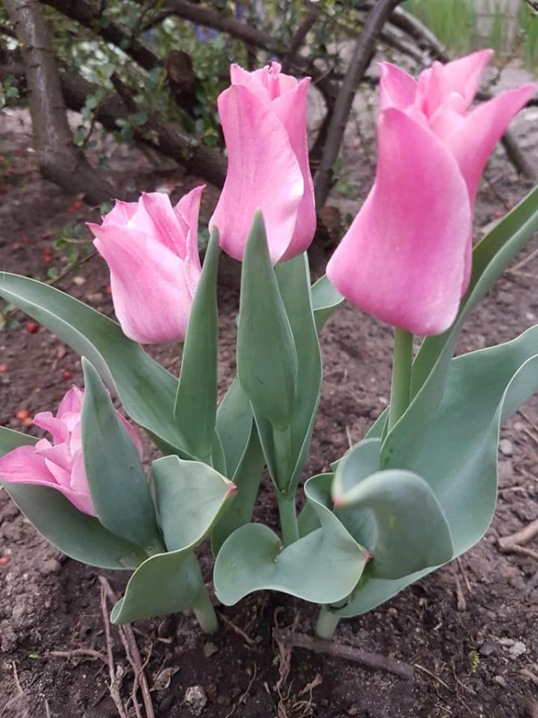 Ogrody naszych czytelników (2)