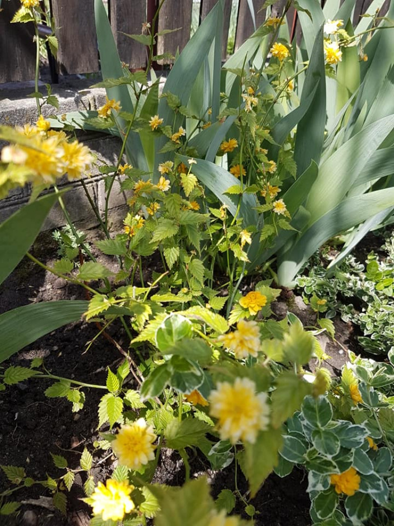 Ogrody naszych czytelników (2)