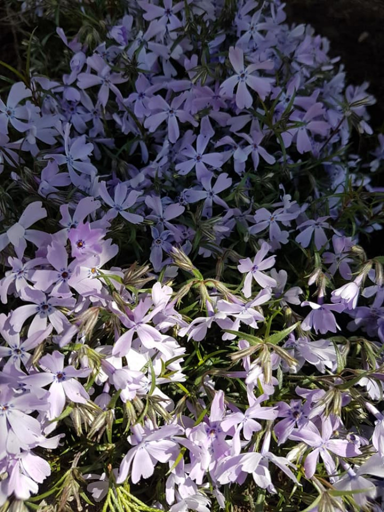 Ogrody naszych czytelników (2)