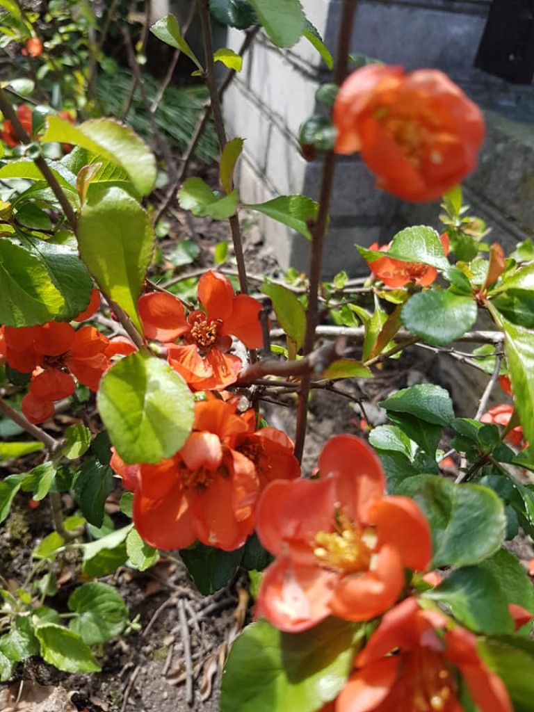 Ogrody naszych czytelników (2)