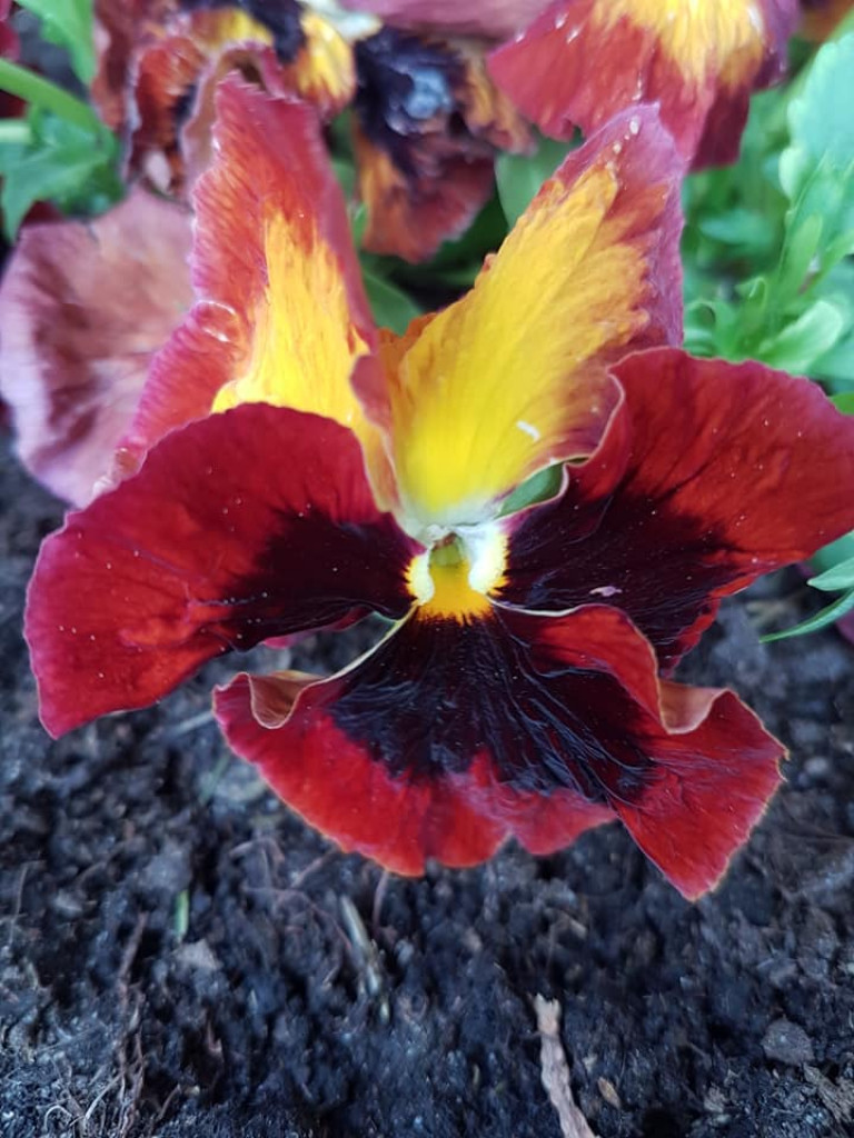 Ogrody naszych czytelników (2)