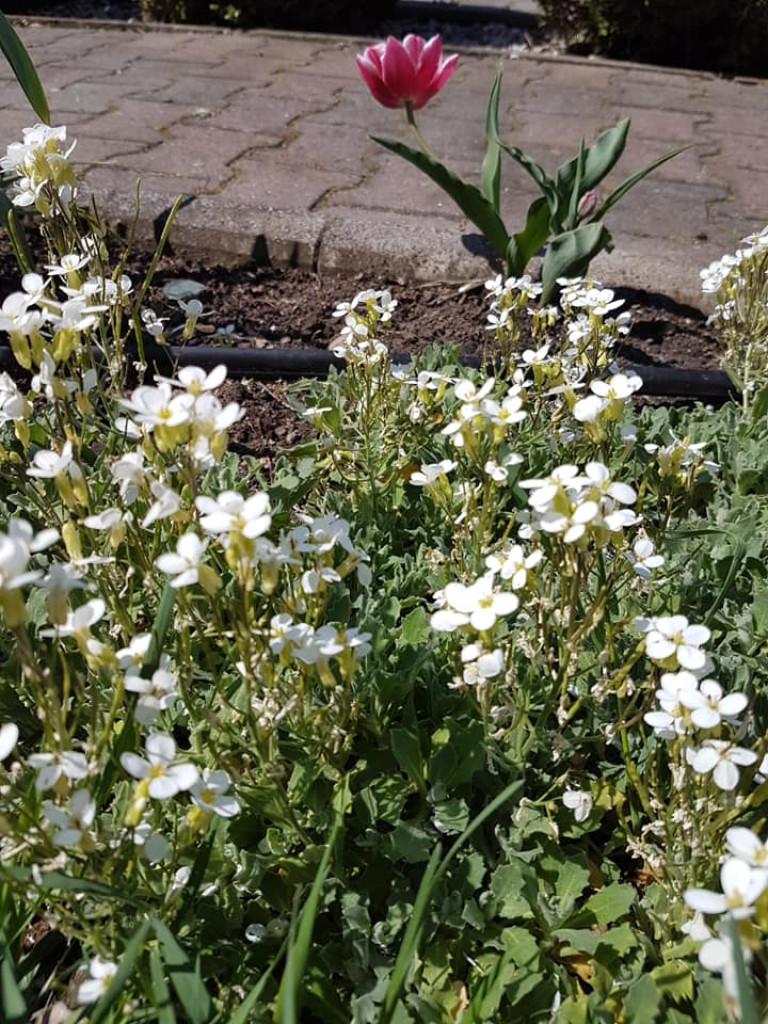 Ogrody naszych czytelników (2)