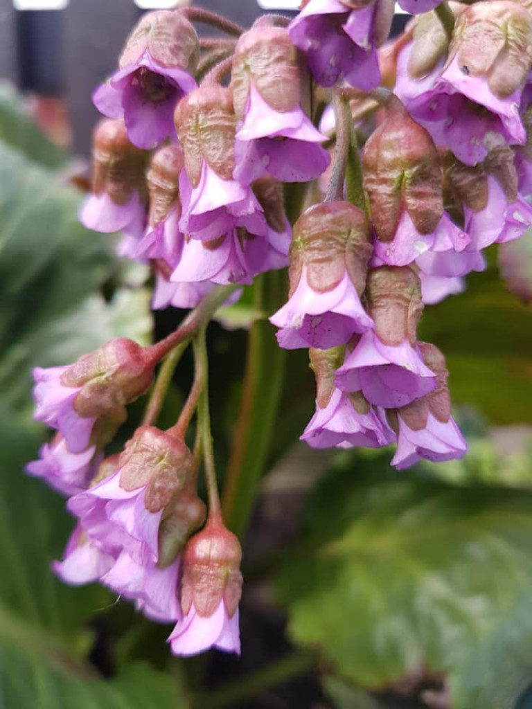 Ogrody naszych czytelników (2)