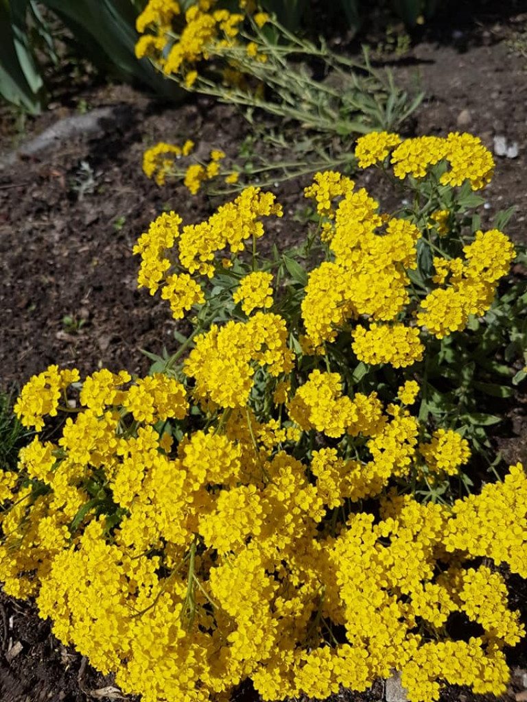 Ogrody naszych czytelników (2)