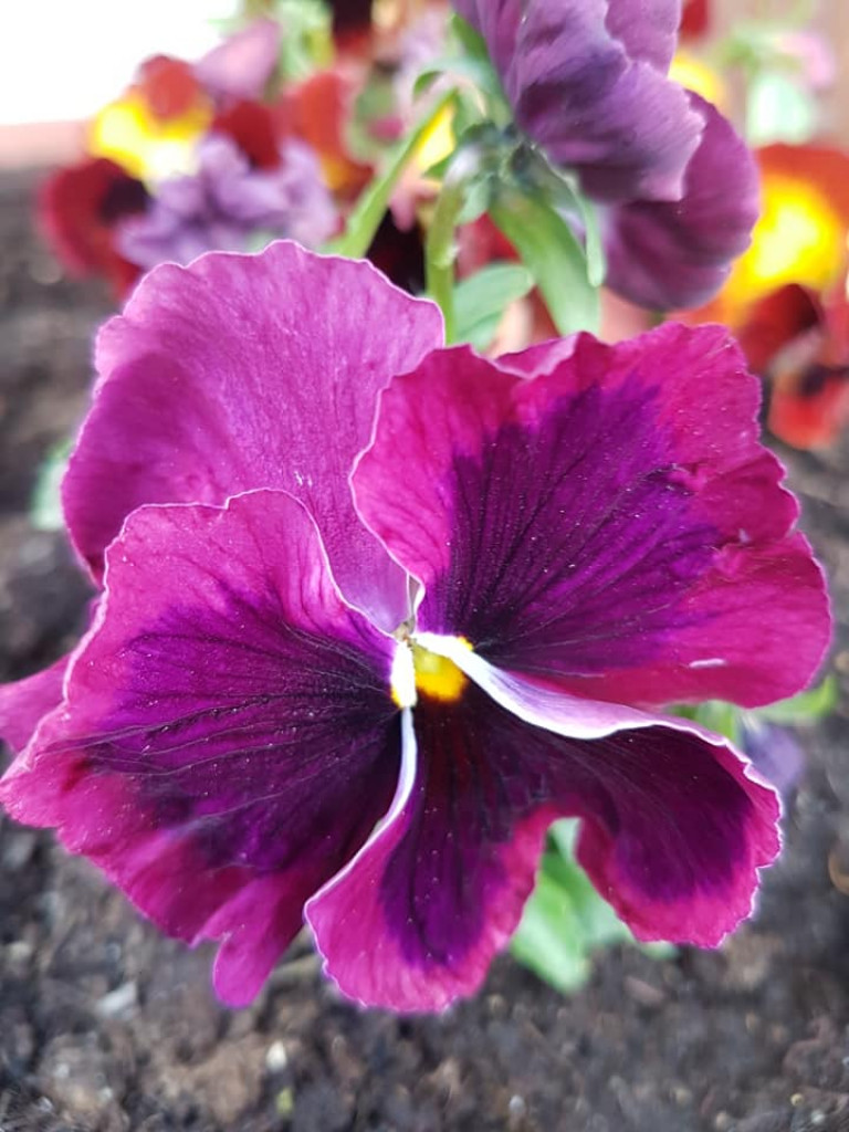 Ogrody naszych czytelników (2)