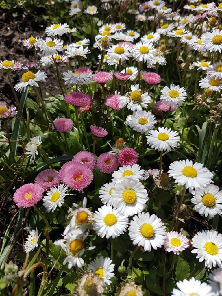 Ogrody naszych czytelników (2)