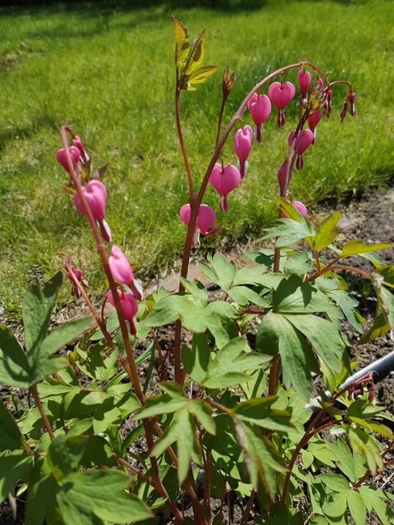 Ogrody naszych czytelników (2)