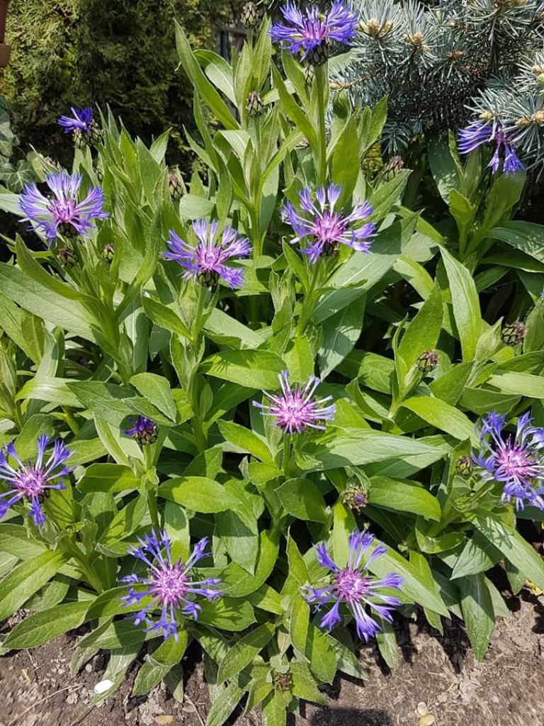 Ogrody naszych czytelników (2)