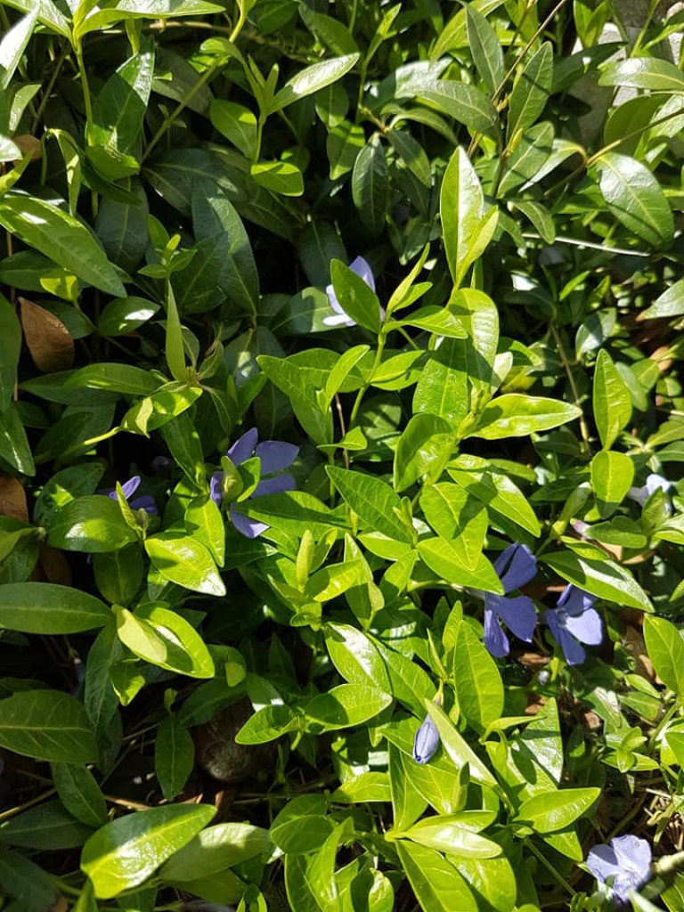 Ogrody naszych czytelników (2)