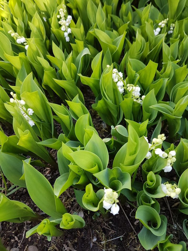 Ogrody naszych czytelników (2)