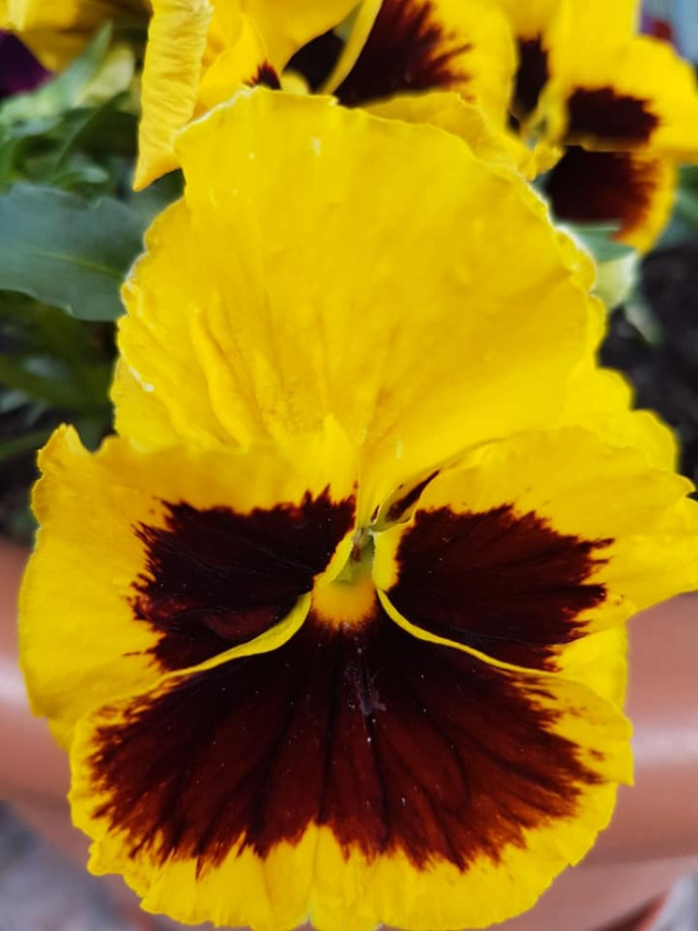 Ogrody naszych czytelników (2)