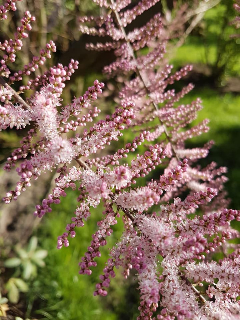 Ogrody naszych czytelników (2)