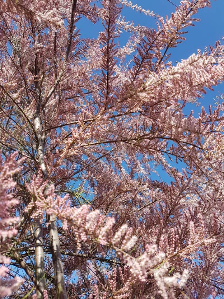 Ogrody naszych czytelników (2)