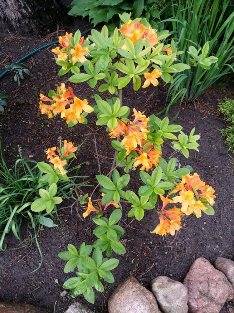 Ogrody naszych czytelników (2)