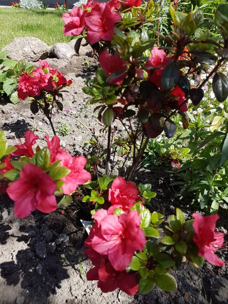 Ogrody naszych czytelników (2)