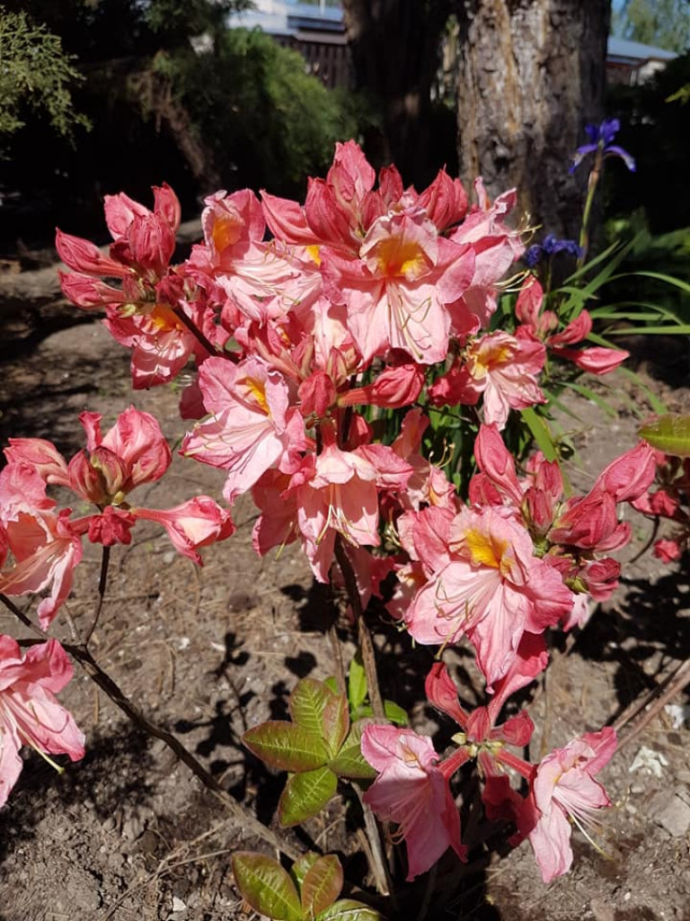 Ogrody naszych czytelników (2)