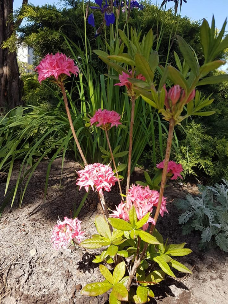 Ogrody naszych czytelników (2)