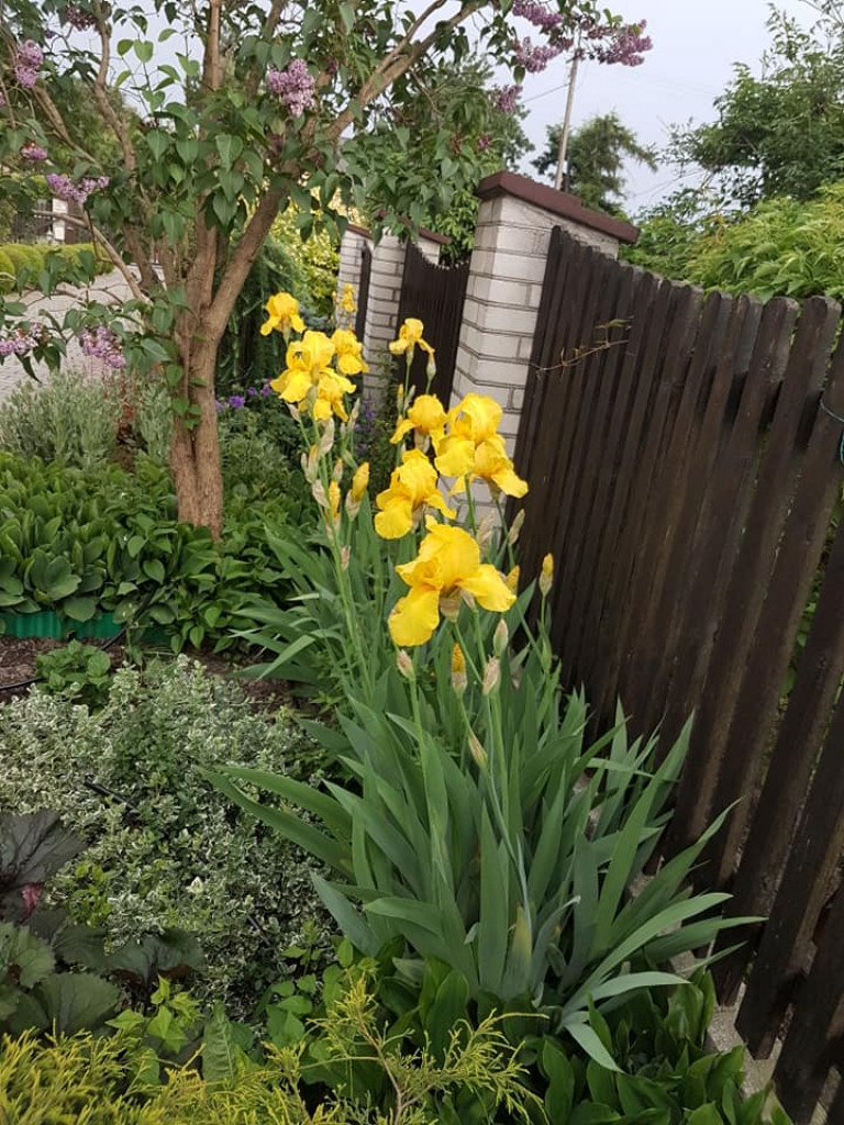 Ogrody naszych czytelników (3)