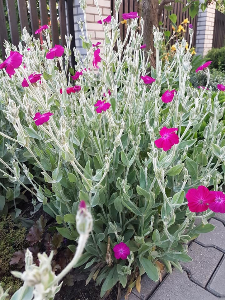Ogrody naszych czytelników (3)