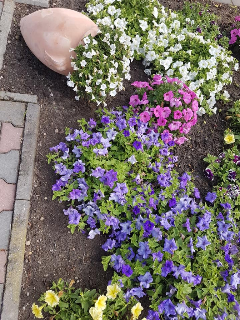 Ogrody naszych czytelników (3)