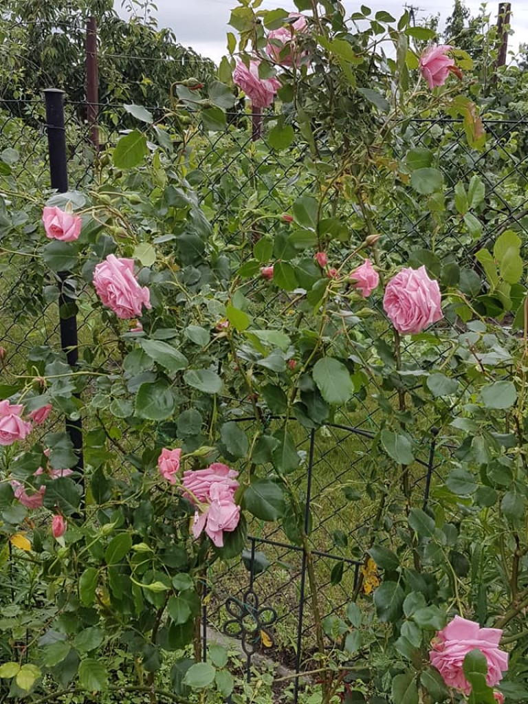 Ogrody naszych czytelników (3)