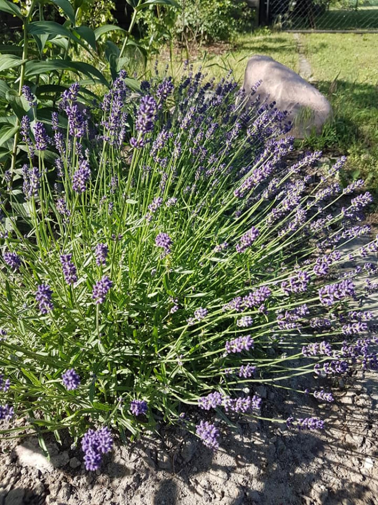 Ogrody naszych czytelników (4)