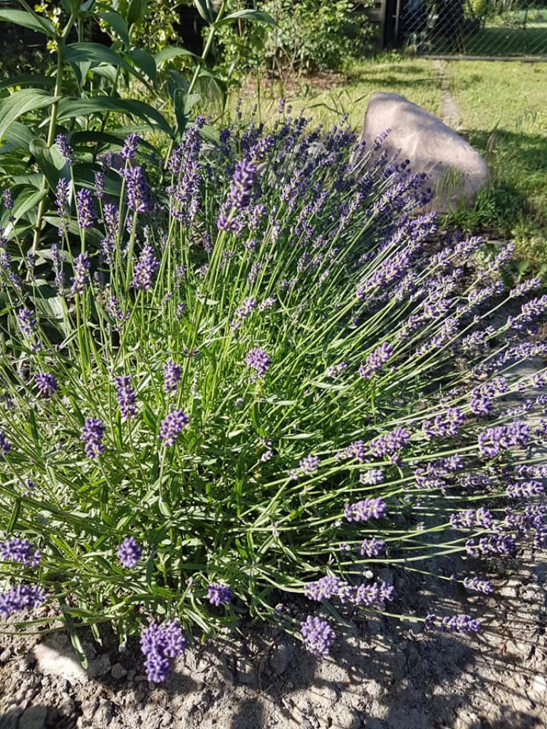 Ogrody naszych czytelników (4)