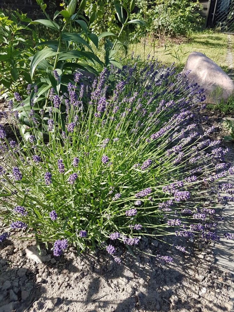 Ogrody naszych czytelników (4)