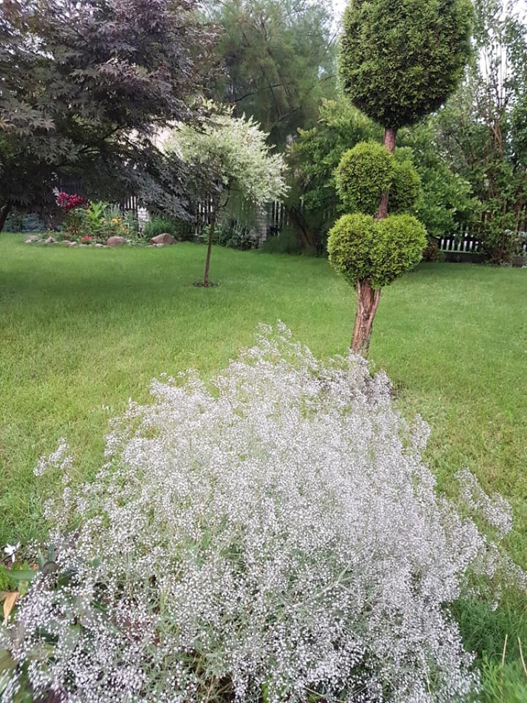 Ogrody naszych czytelników (4)