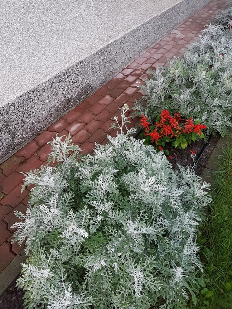 Ogrody naszych czytelników (4)