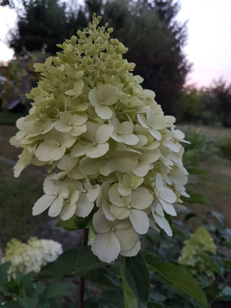 Ogrody naszych czytelników (4)