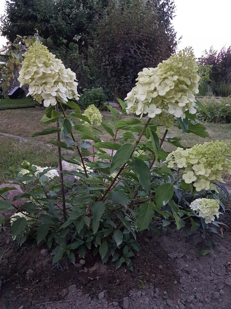 Ogrody naszych czytelników (4)