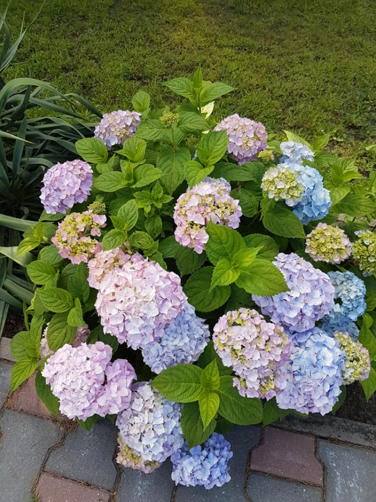 Ogrody naszych czytelników (4)
