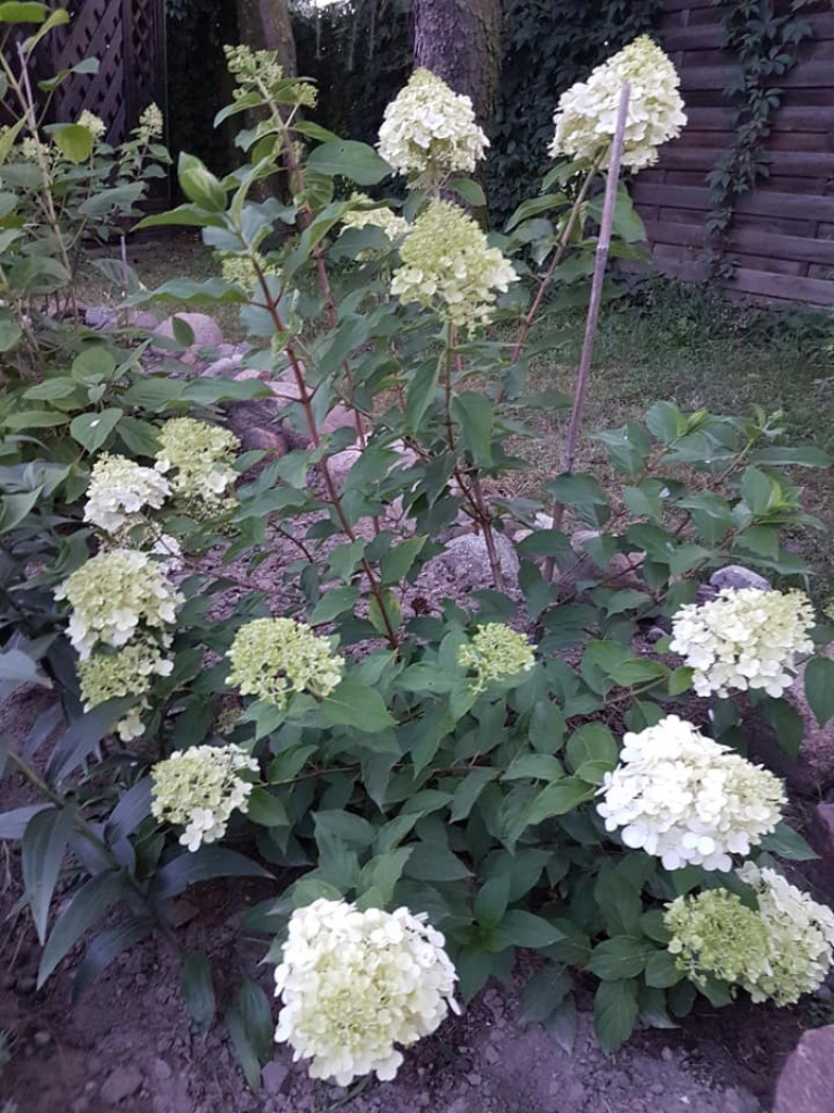 Ogrody naszych czytelników (4)