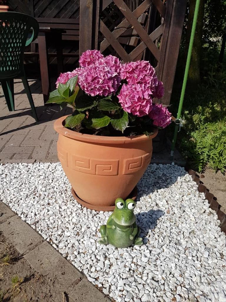 Ogrody naszych czytelników (4)