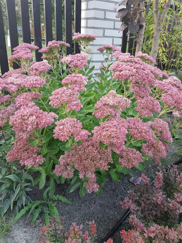 Ogrody naszych czytelników (4)