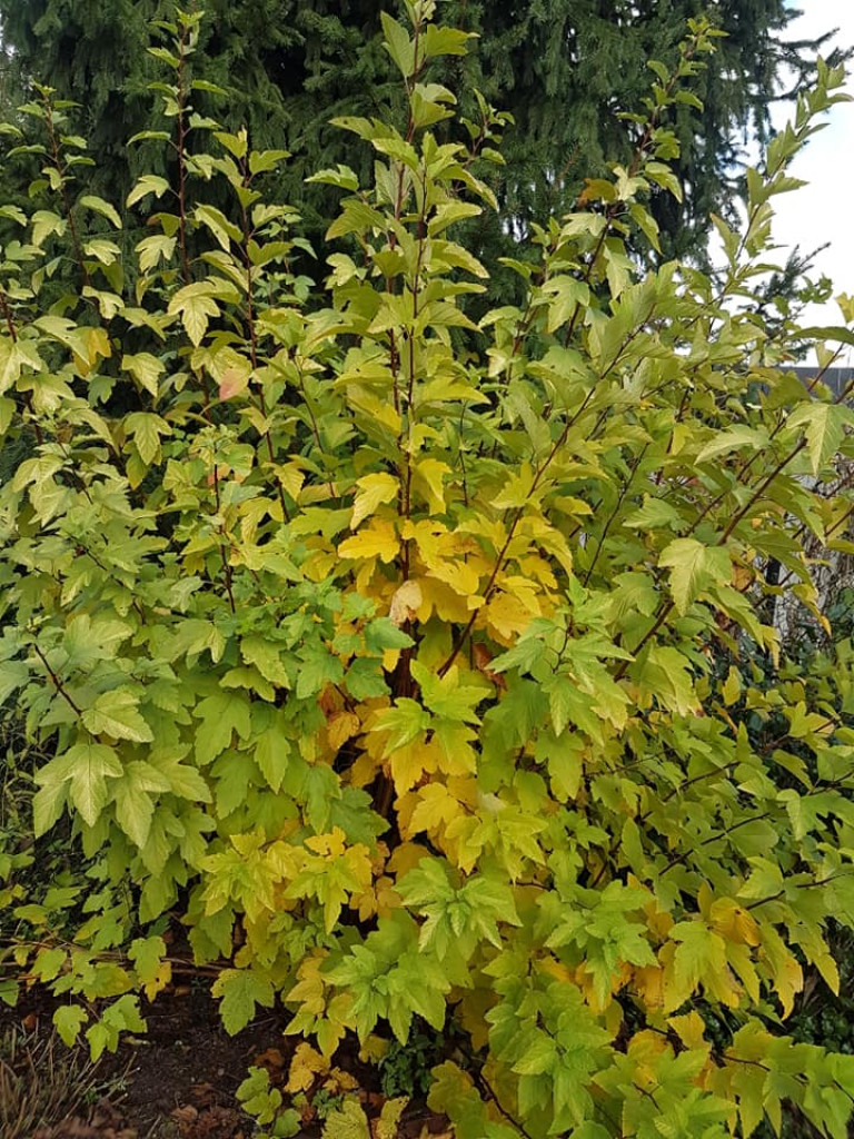 Ogrody naszych czytelników (4)