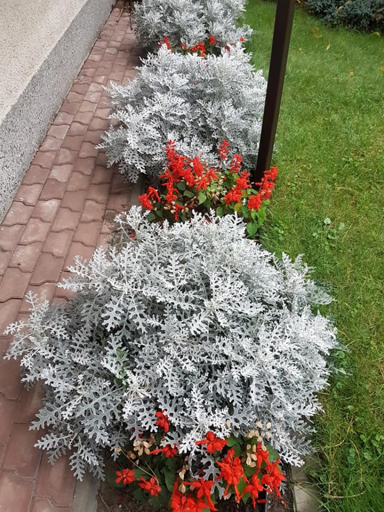 Ogrody naszych czytelników (4)