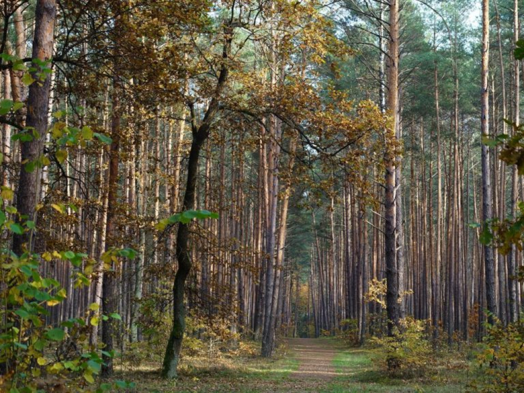 Ścieżka przyrodnicza Bobrówka - zdjęcia